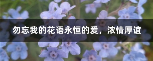 勿忘我的花语永恒的爱，浓情厚谊