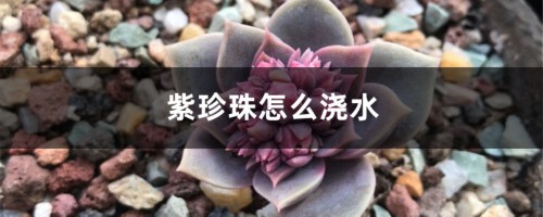 紫珍珠怎么浇水