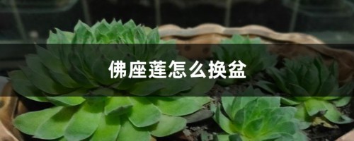 佛座莲怎么换盆